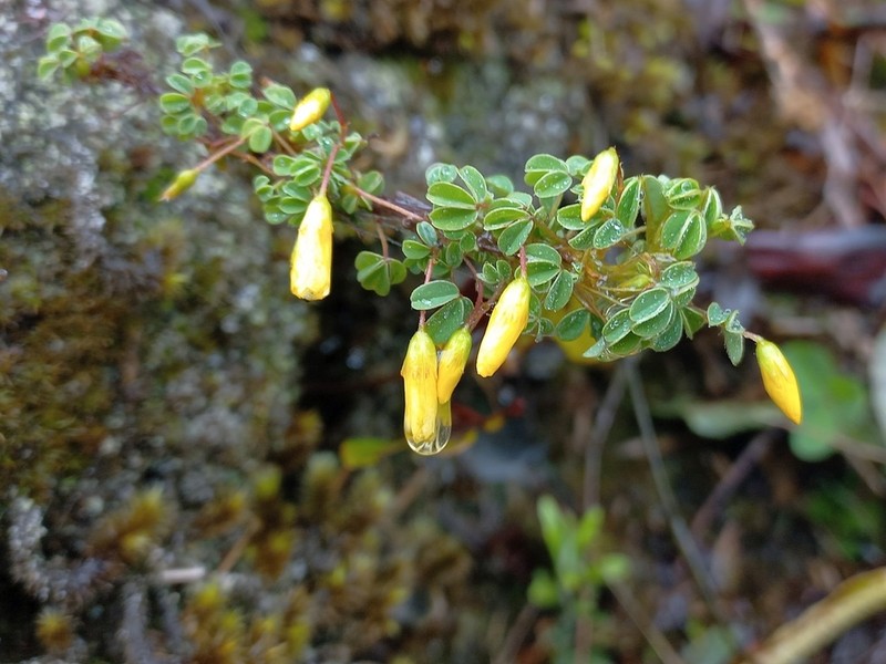 Oxalis confertissima photo 2