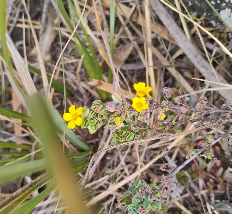 Oxalis confertissima photo 3