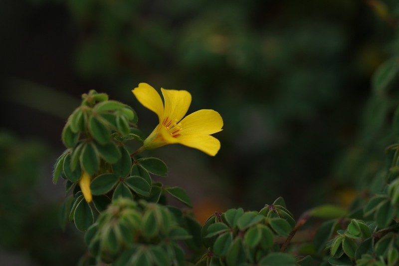 Oxalis confertissima photo 4