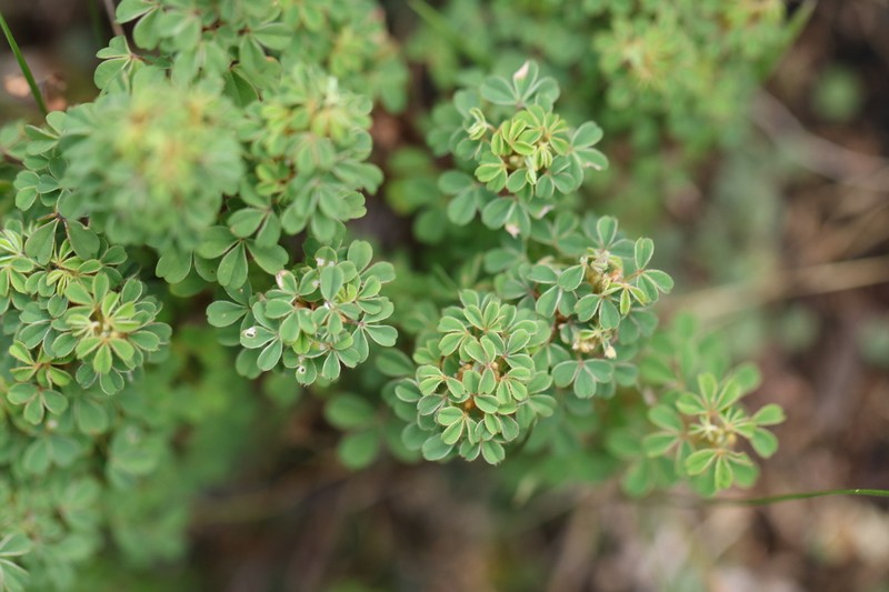 Oxalis confertissima photo 5