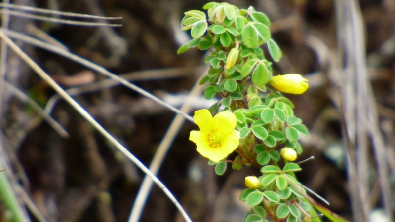 Oxalis confertissima photo 6