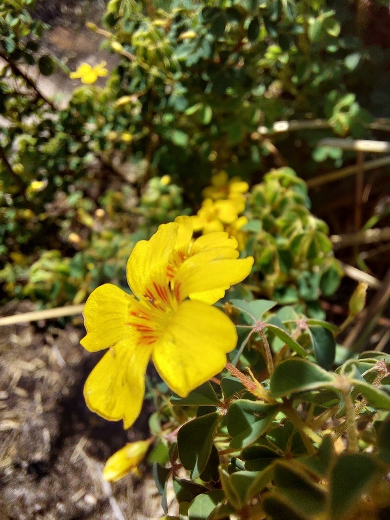 Oxalis confertissima photo 7