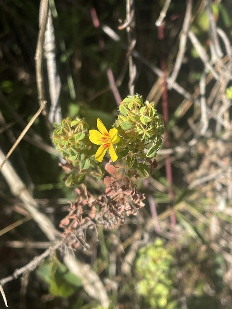 Oxalis confertissima photo 8