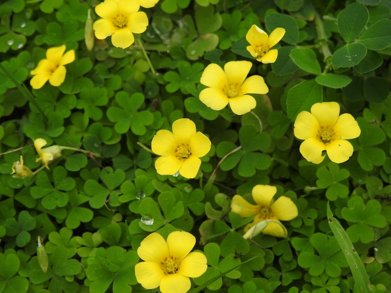 Oxalis conorrhiza