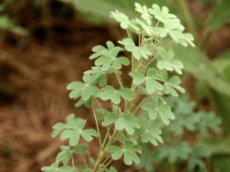 Oxalis conorrhiza photo 2