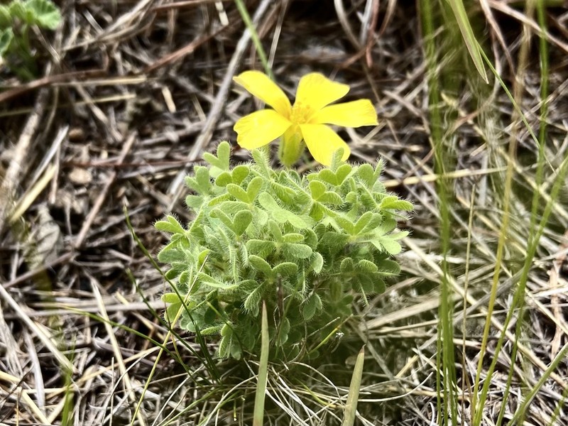 Oxalis conorrhiza photo 3