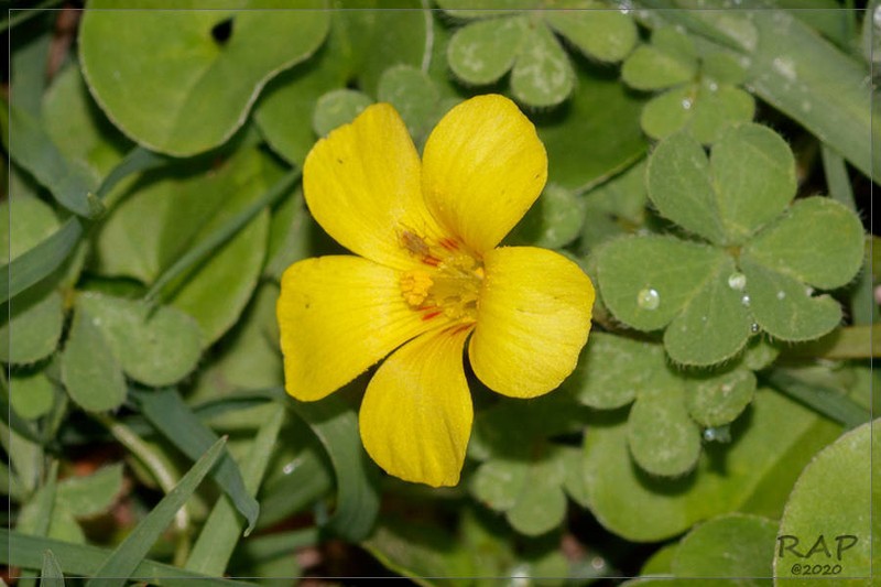 Oxalis conorrhiza photo 4