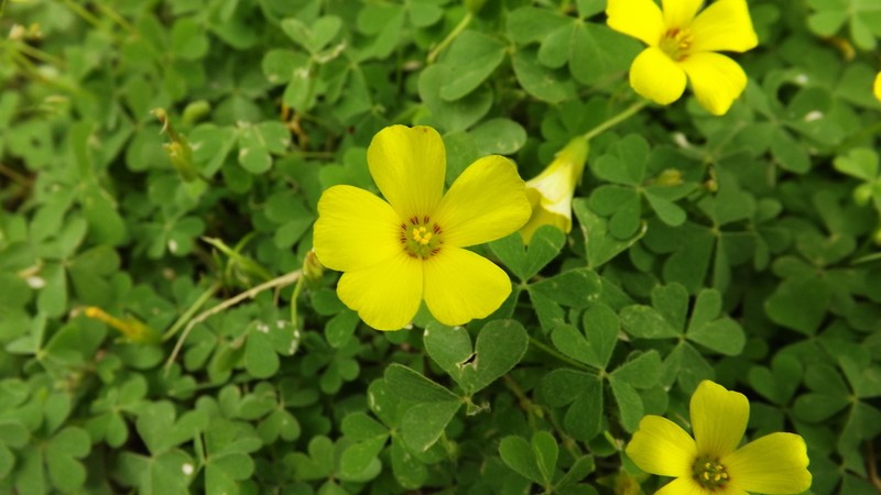 Oxalis conorrhiza photo 5