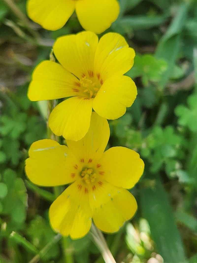 Oxalis conorrhiza photo 6