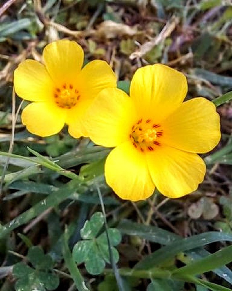Oxalis conorrhiza photo 7