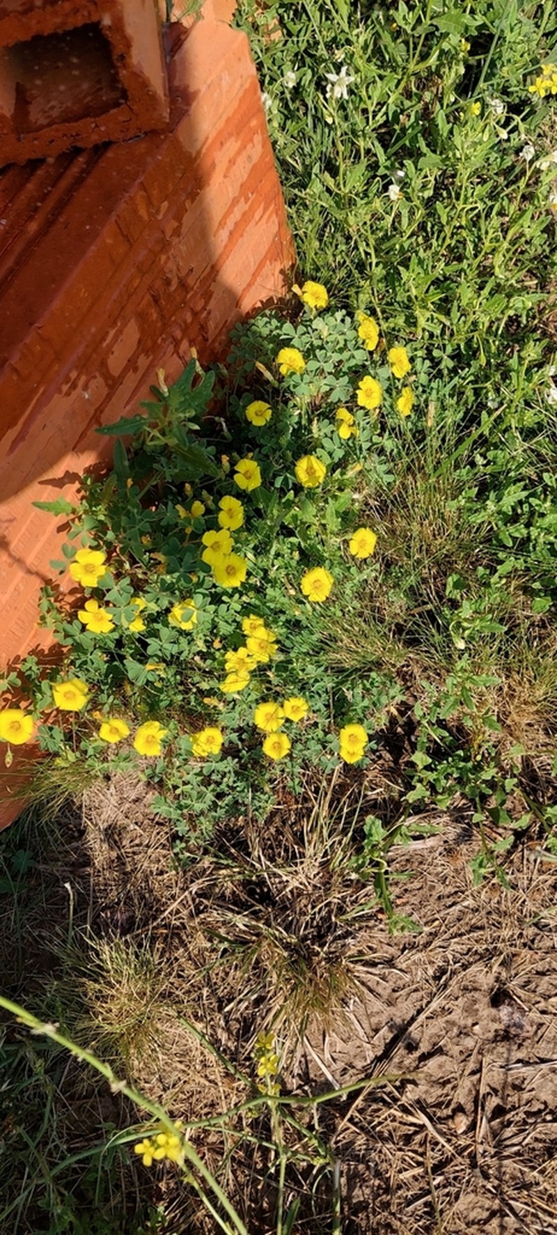 Oxalis conorrhiza photo 8
