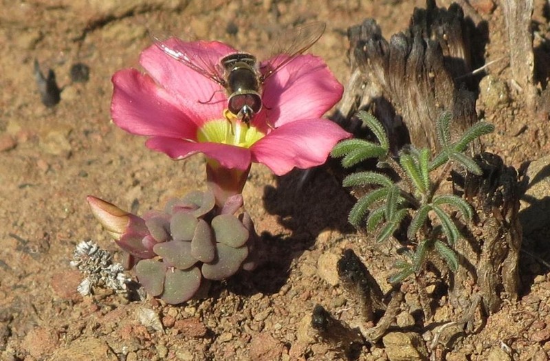 Oxalis convexula