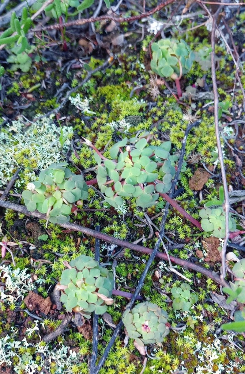 Oxalis convexula photo 2