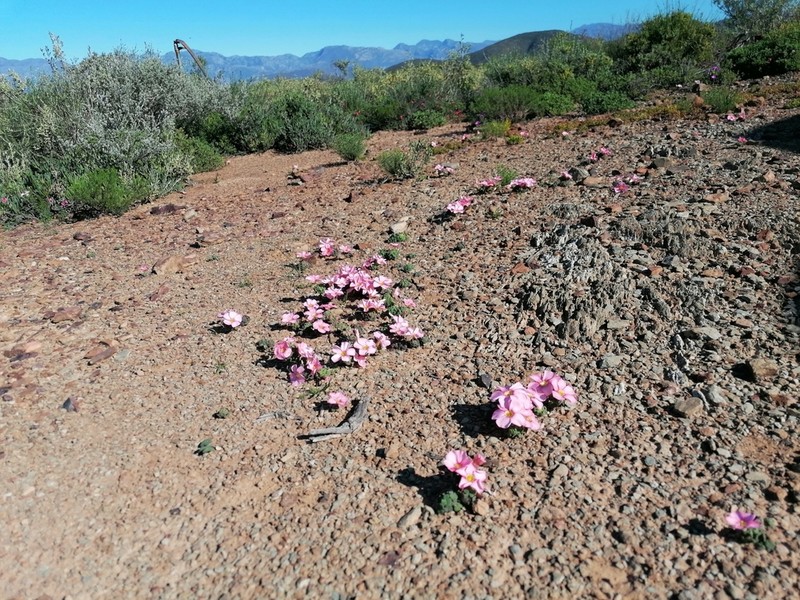 Oxalis convexula photo 3