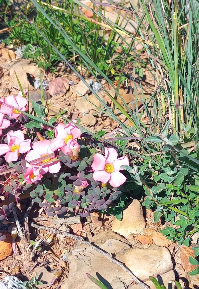 Oxalis convexula photo 4