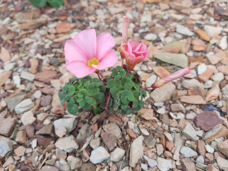 Oxalis convexula photo 5