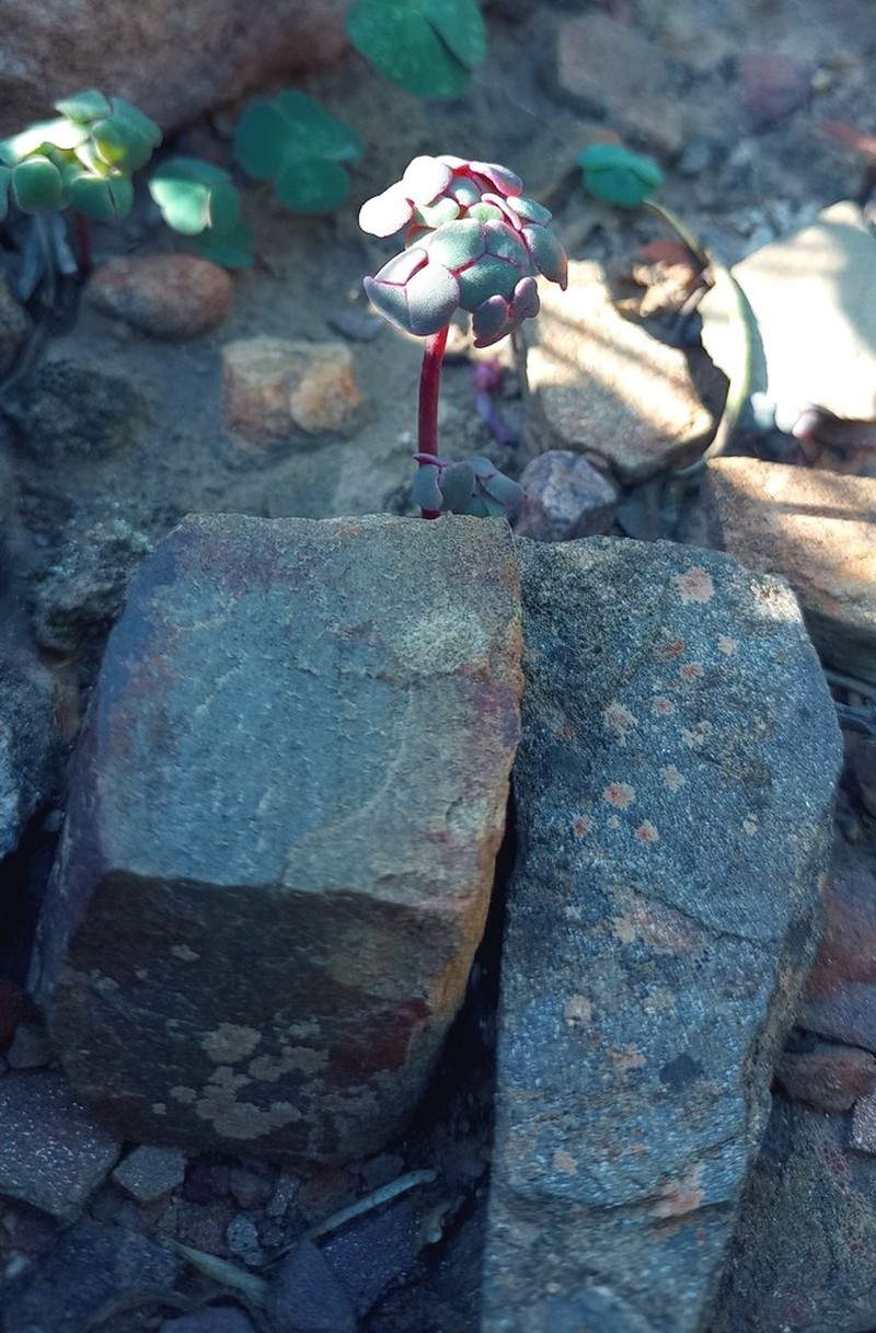 Oxalis convexula photo 6