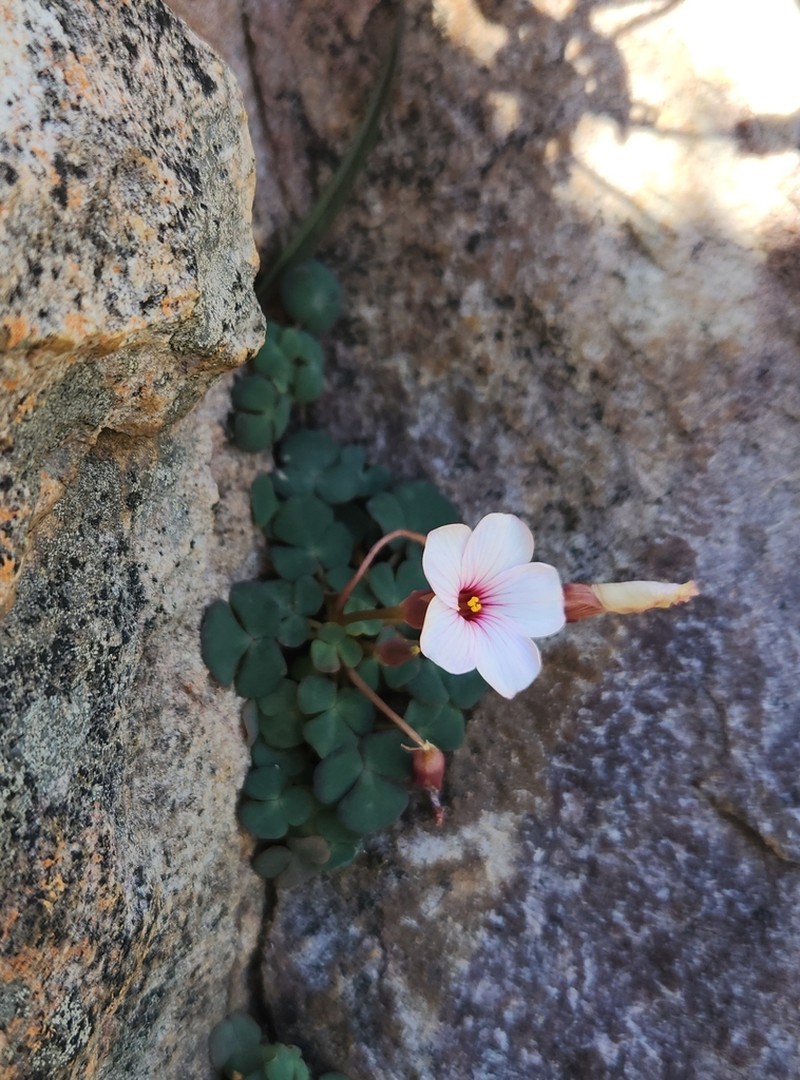 Oxalis convexula photo 7