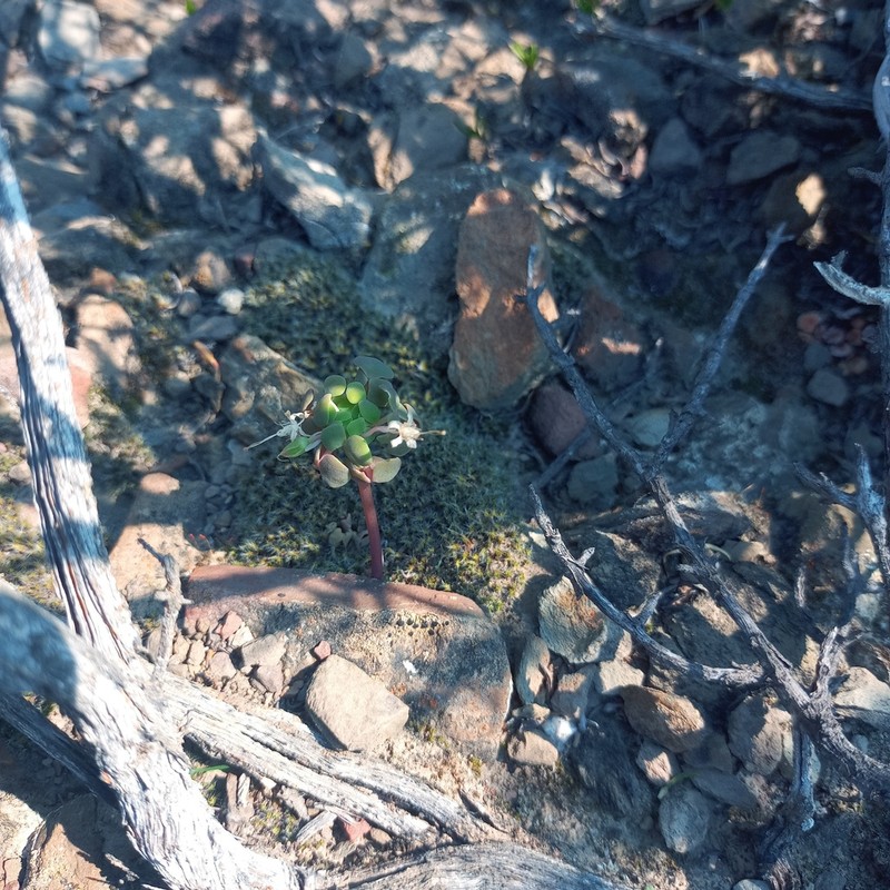 Oxalis convexula photo 8