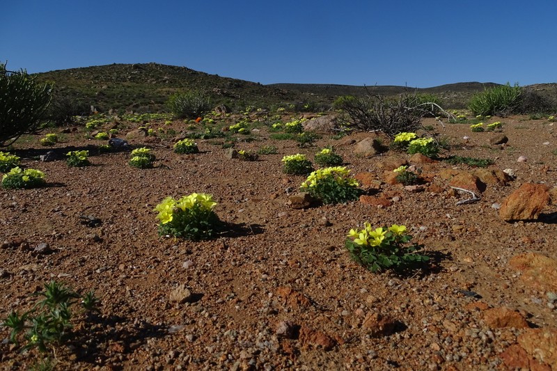 Oxalis copiosa