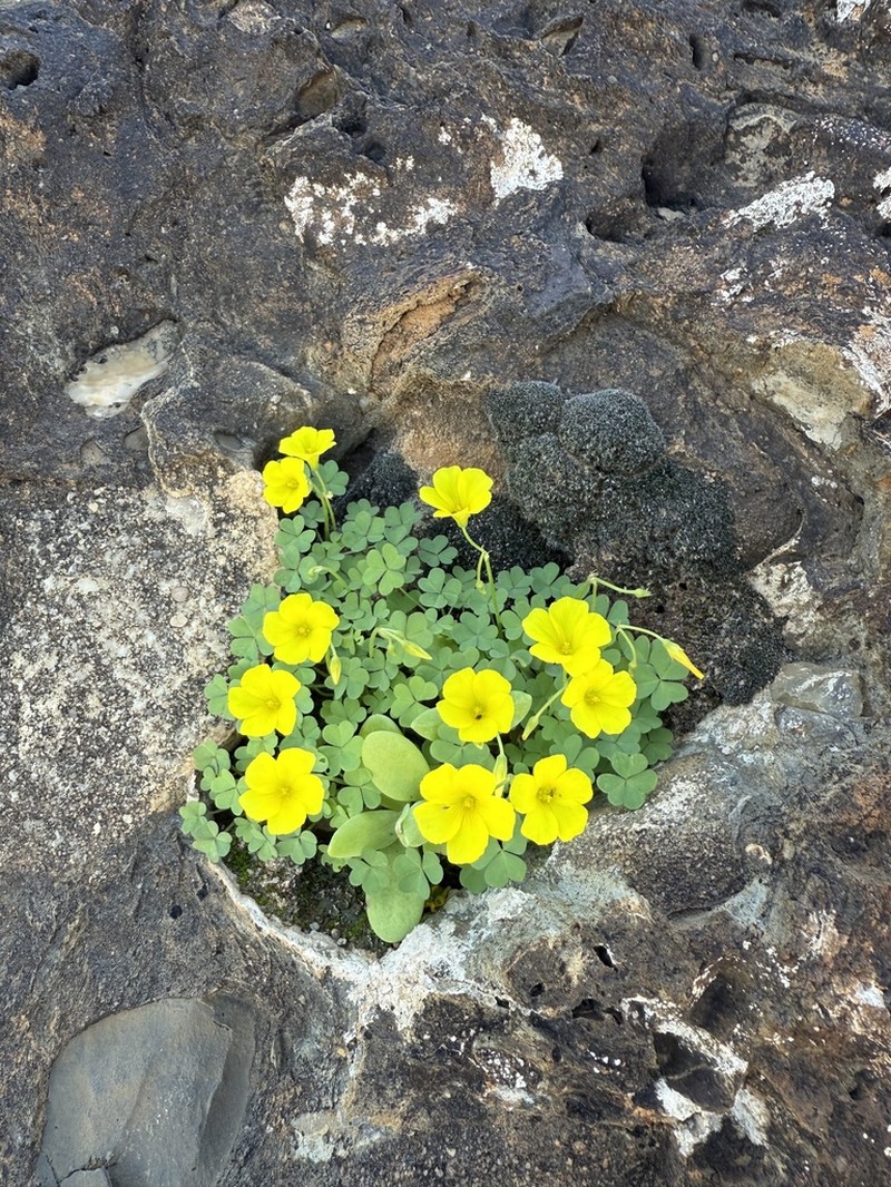 Oxalis copiosa photo 2