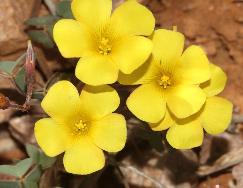 Oxalis copiosa photo 3