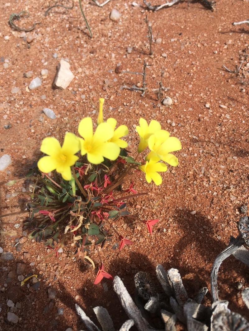 Oxalis copiosa photo 4