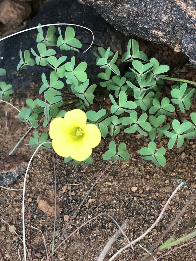 Oxalis copiosa photo 5
