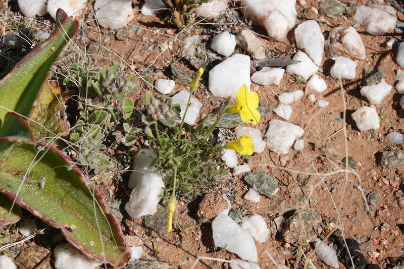 Oxalis copiosa photo 6