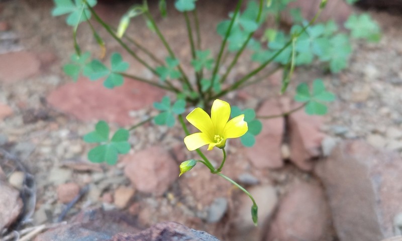 Oxalis copiosa photo 7