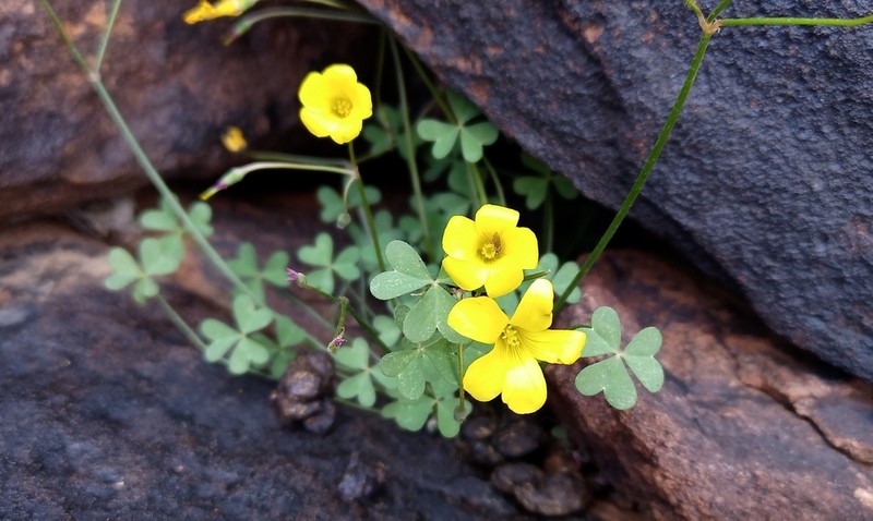 Oxalis copiosa photo 8