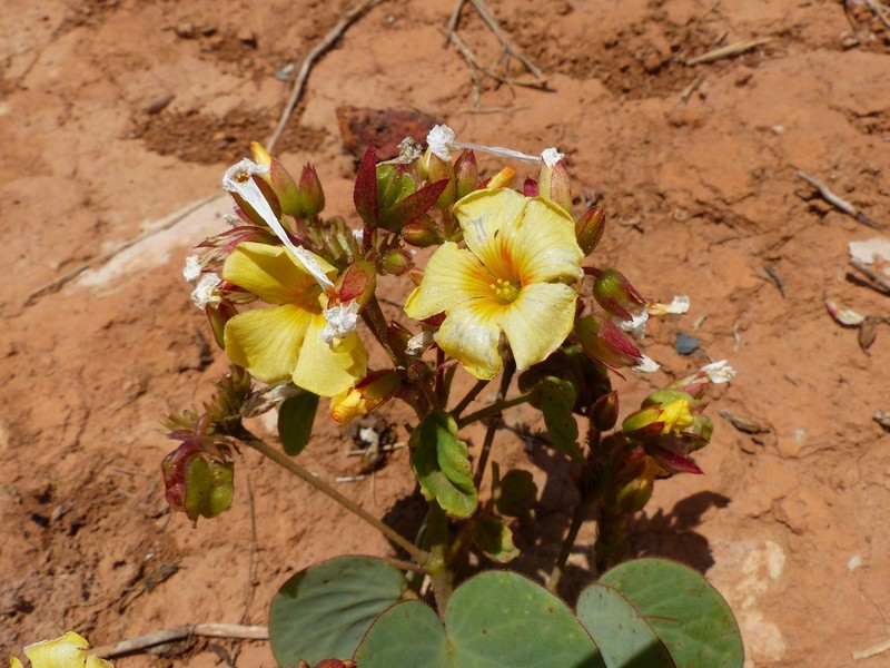 Oxalis cordata