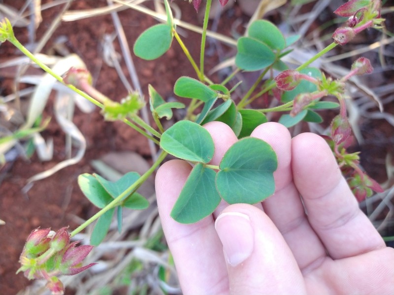 Oxalis cordata photo 2