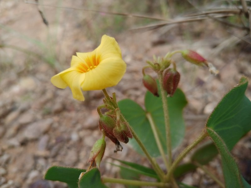 Oxalis cordata photo 3