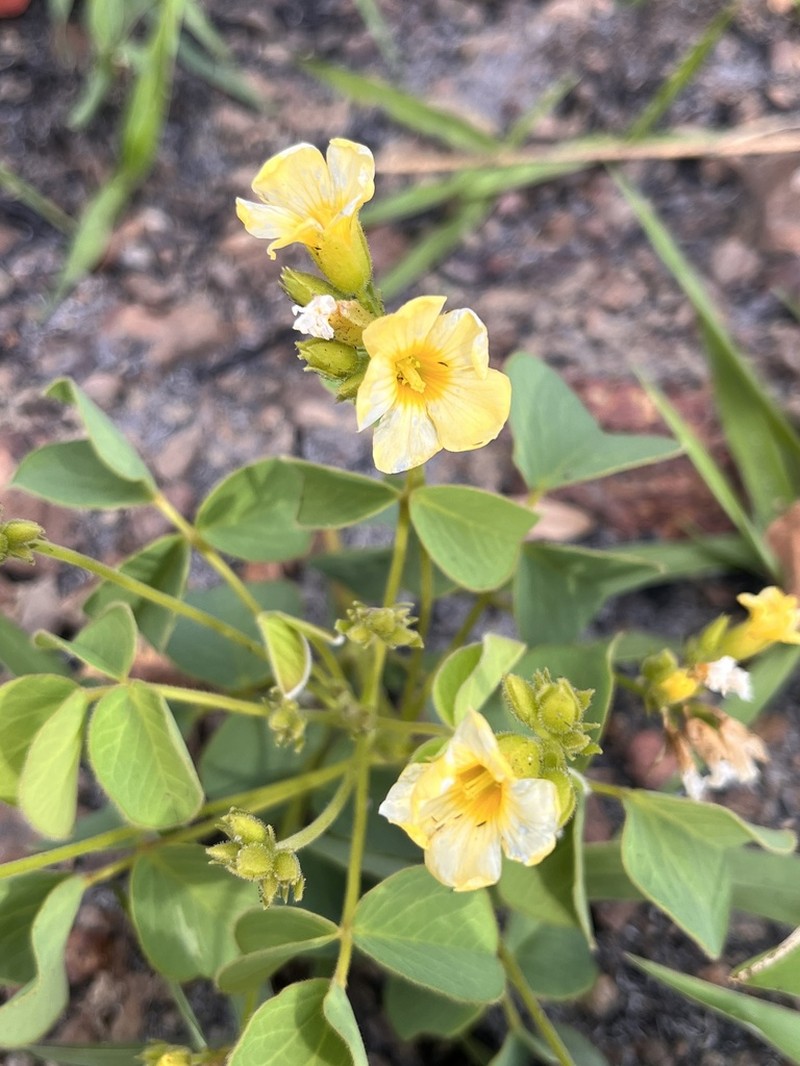 Oxalis cordata photo 5
