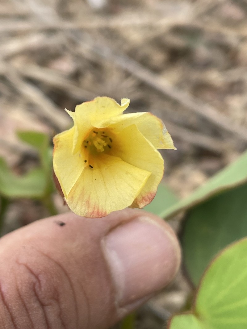 Oxalis cordata photo 6