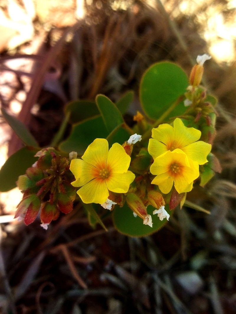 Oxalis cordata photo 7