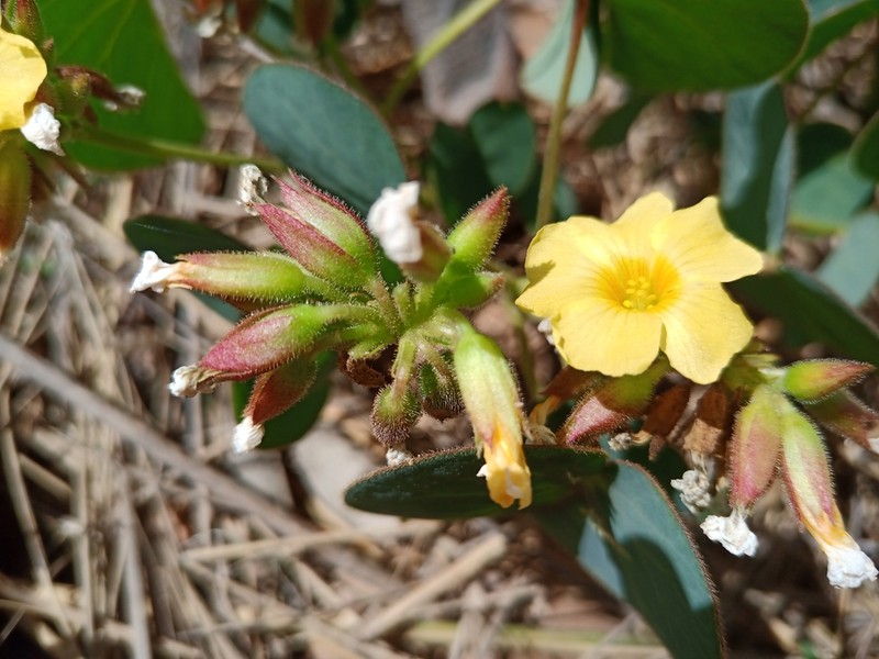 Oxalis cordata photo 8