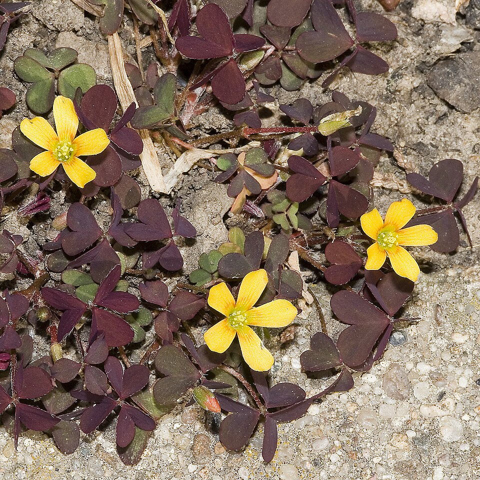 Creeping Woodsorrel photo 4