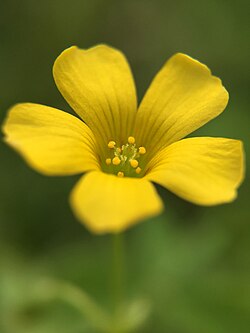 Creeping Woodsorrel