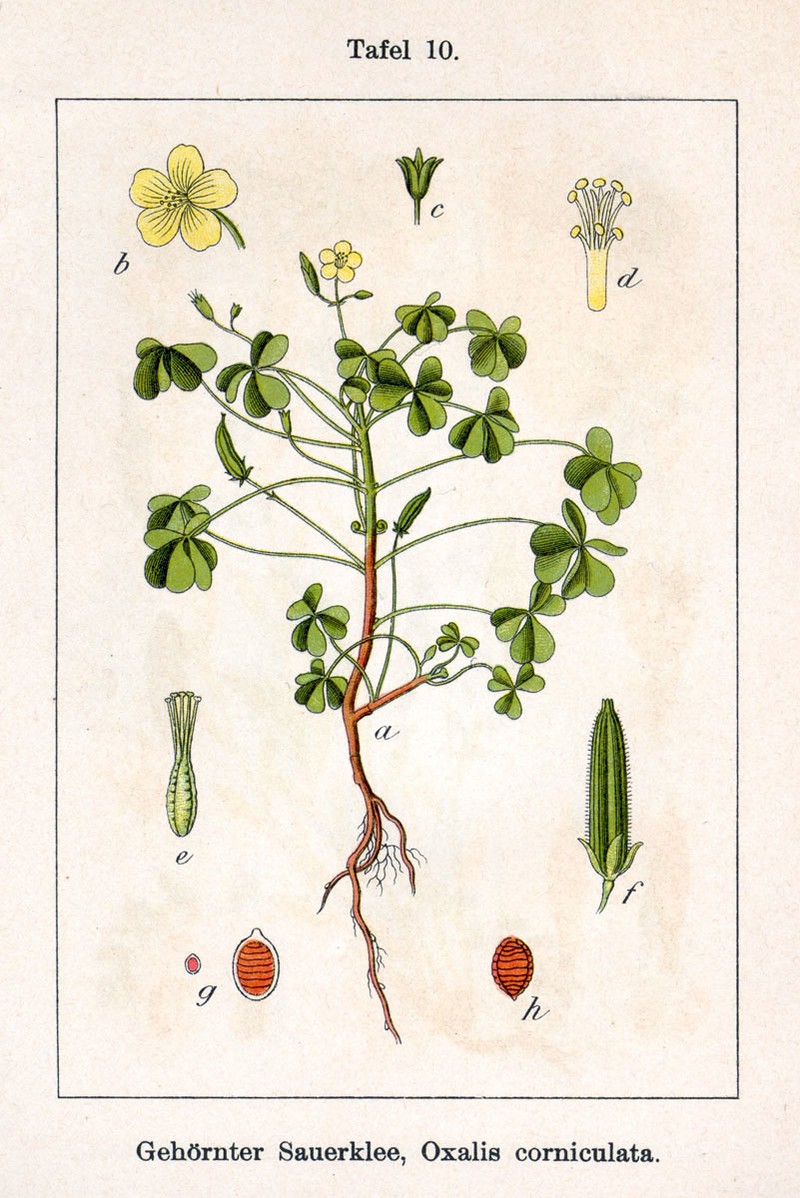 Creeping Woodsorrel photo 4