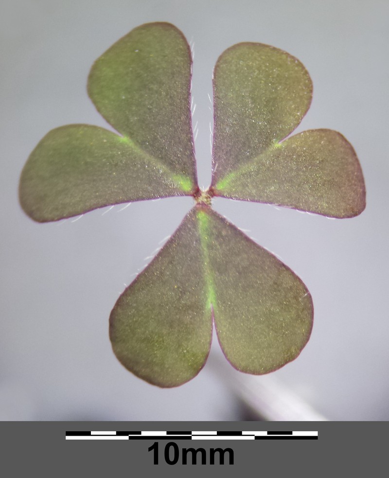 Creeping Woodsorrel photo 7