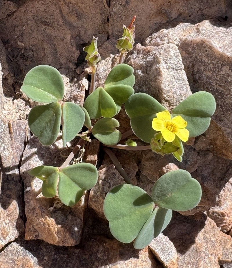 Oxalis cotagaitensis photo 2