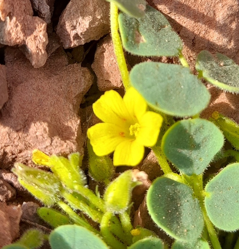 Oxalis cotagaitensis photo 3