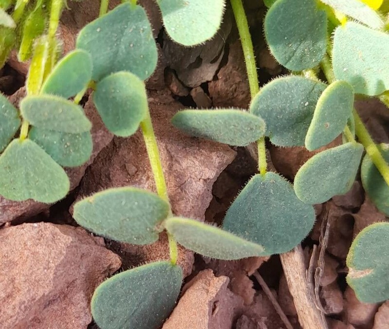 Oxalis cotagaitensis photo 4