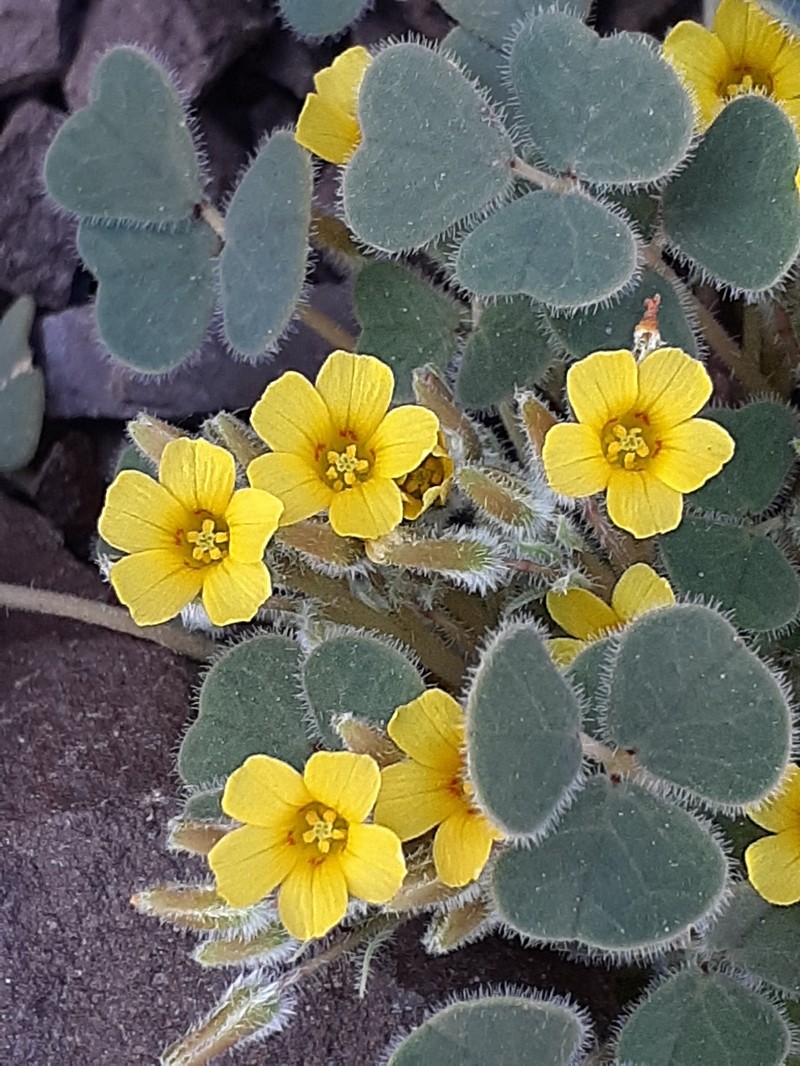 Oxalis cotagaitensis photo 5