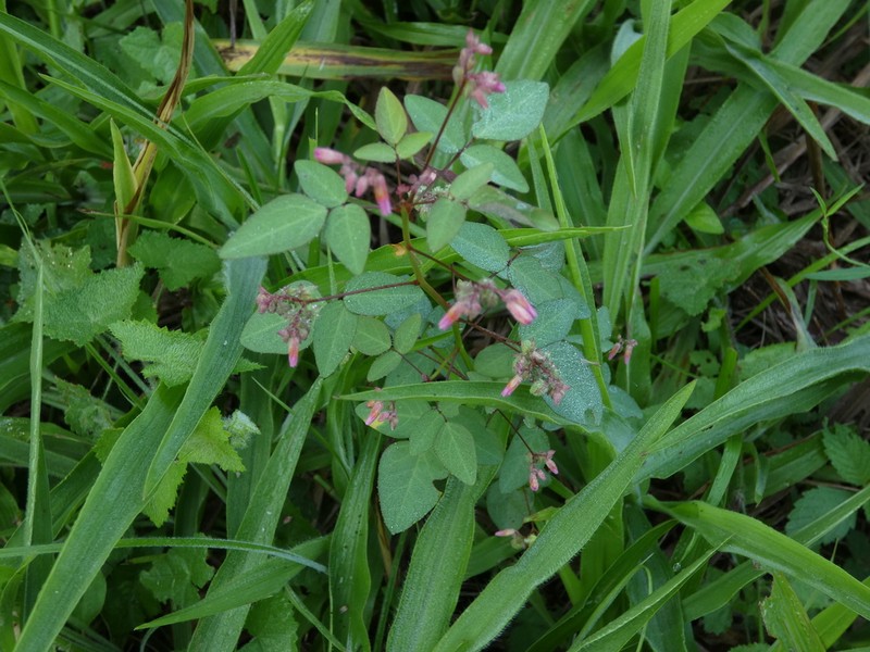 Oxalis cratensis