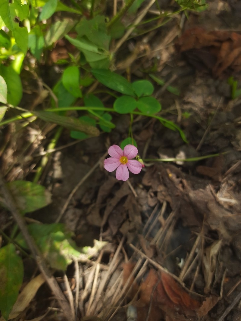 Oxalis cratensis photo 2