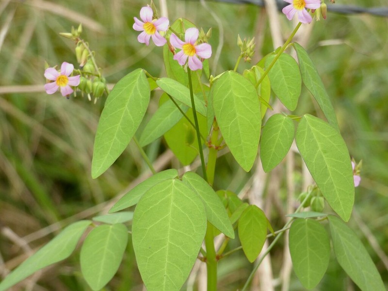 Oxalis cratensis photo 3