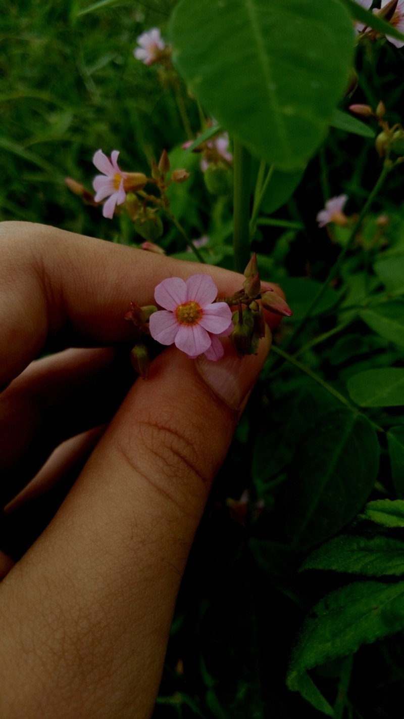 Oxalis cratensis photo 4